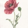 Amapola