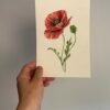 Amapola