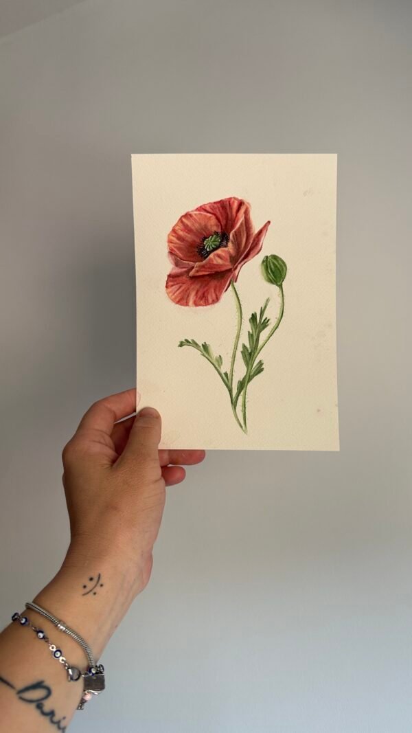 Amapola