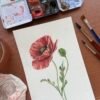 Amapola