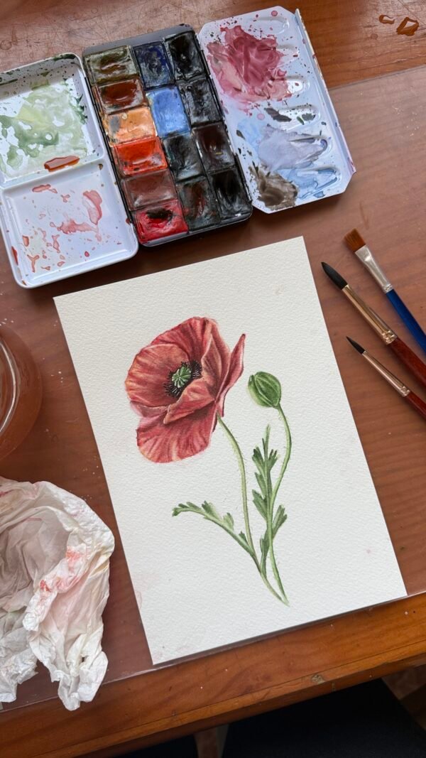 Amapola