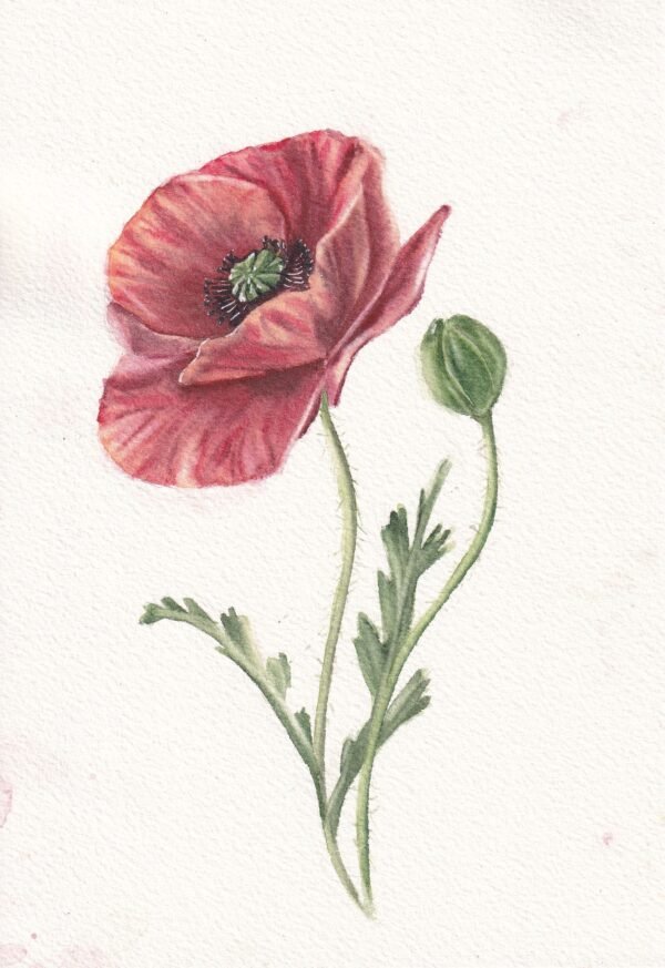 Amapola